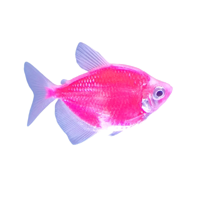 大号天使鱼热带鱼观赏鱼渔场直销