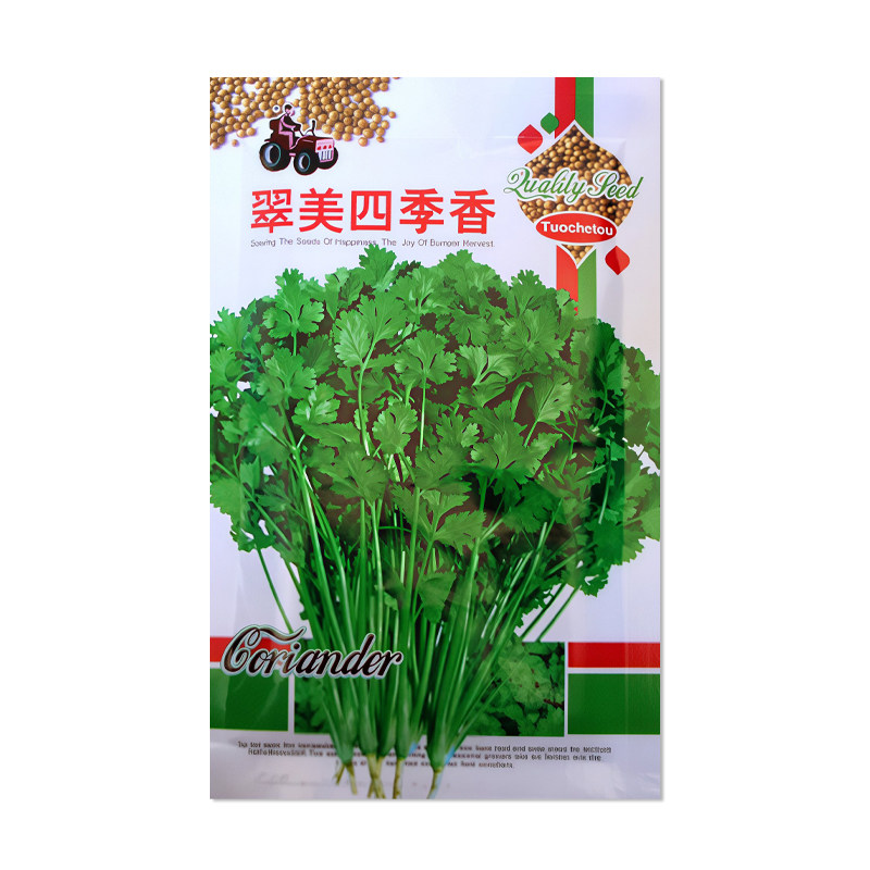 拖车头翠美四季香香菜种子