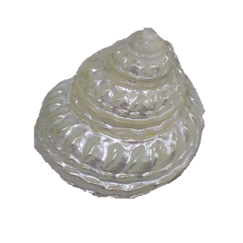 荧光珍珠塔标本螺收藏品天然贝壳