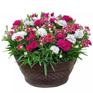 五彩石竹花种子四季播种开花易活花籽盆栽苗室外地被庭院花卉种孑