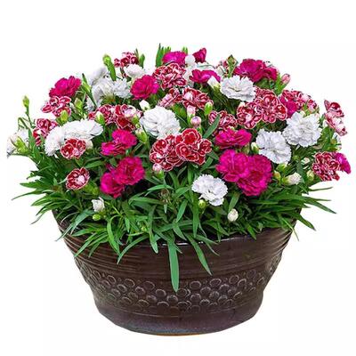 欧石竹花籽四季播种易成活发芽快