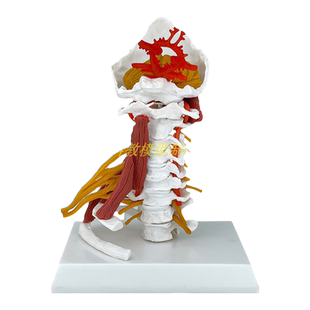 人体脊椎颈椎关节颈动脉后枕骨椎间盘韧带与神经骨骼解剖医学模型