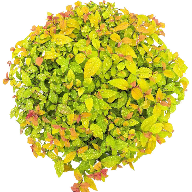 金焰绣线菊金山粉花绣线菊花园花镜多年生耐寒耐热木本花卉亮叶