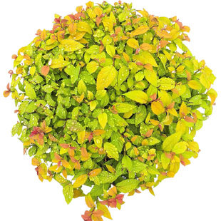 金焰绣线菊金山粉花绣线菊花园花镜多年生耐寒耐热木本花卉亮叶