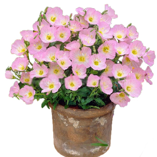 美丽月见草种子Evening Primrose晚樱草待霄草花籽宿根盆栽春秋播