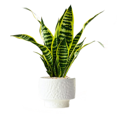 金边虎皮兰盆栽懒人好养植物