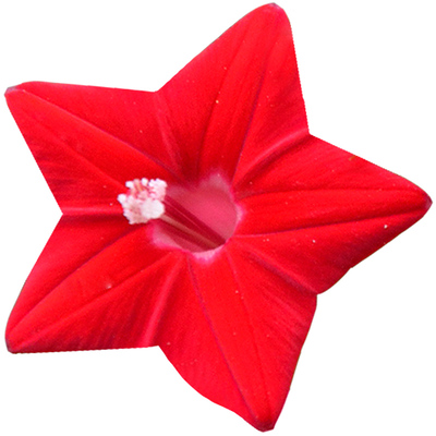 羽叶茑萝花种子春夏播种爬藤植物