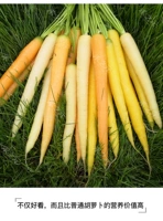 Импортная радужная морковная тара, 5 грамм