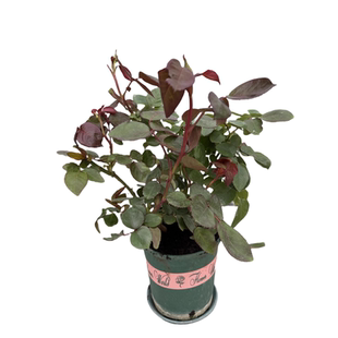 婚礼之路中大苗 白色日月 浓香扦插栽好绿植盆栽花卉庭院阳台