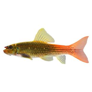 红绿独角兽双色墨头鱼缅甸仙观赏鱼除藻工具鱼红尾彩虹墨头鱼活体