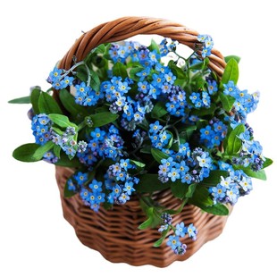 勿忘我花种籽子四季播种易活勿忘草花籽室外开花阳台庭院耐寒花卉