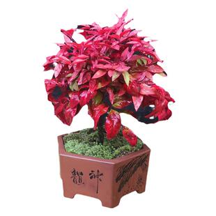 暮光之城南天竹盆栽秋色红宝石四季红火焰湾流青柠檬耐寒花镜植物