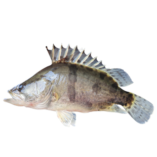 桂花鱼苗淡水养殖大翘嘴鳜鱼苗大眼食用路亚鱼苗加州鲈鱼苗鳜鱼苗