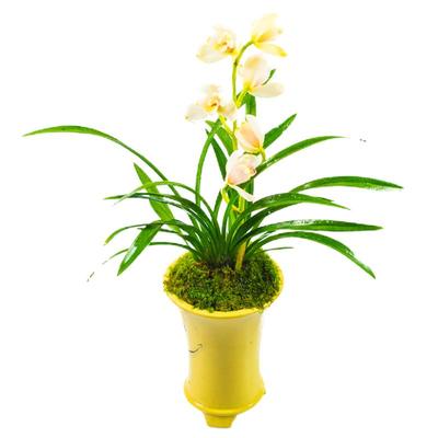 建兰玉娇兰花盆栽植物