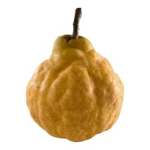 山东烟台中华丑农家梨太婆梨现摘啤梨软梨新鲜5当季孕妇水果10斤