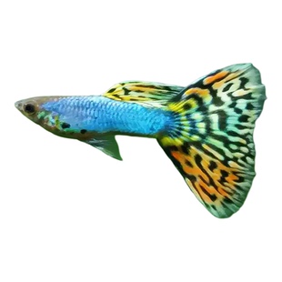 金粉蓝白鸥翼飞船火烧云天使彩虹全红礼服孔雀鱼精品纯种大尾巴