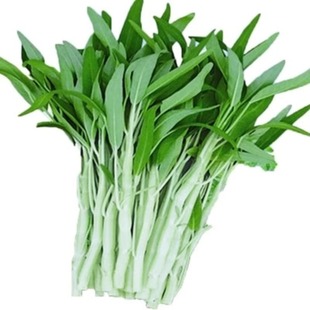 空心菜种子四季柳叶半青白梗空心菜小叶种籽阳台盆栽大田蔬菜种孑