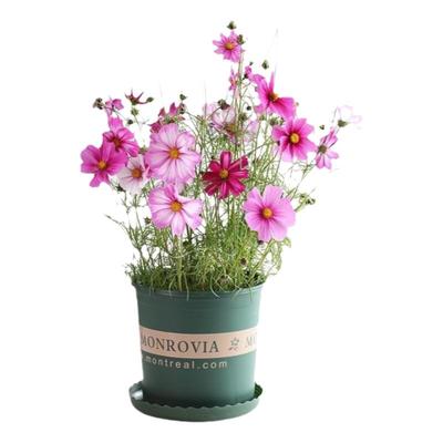 格桑花种子室内花种四季播种室外波斯菊种子花卉阳台花籽种易活花