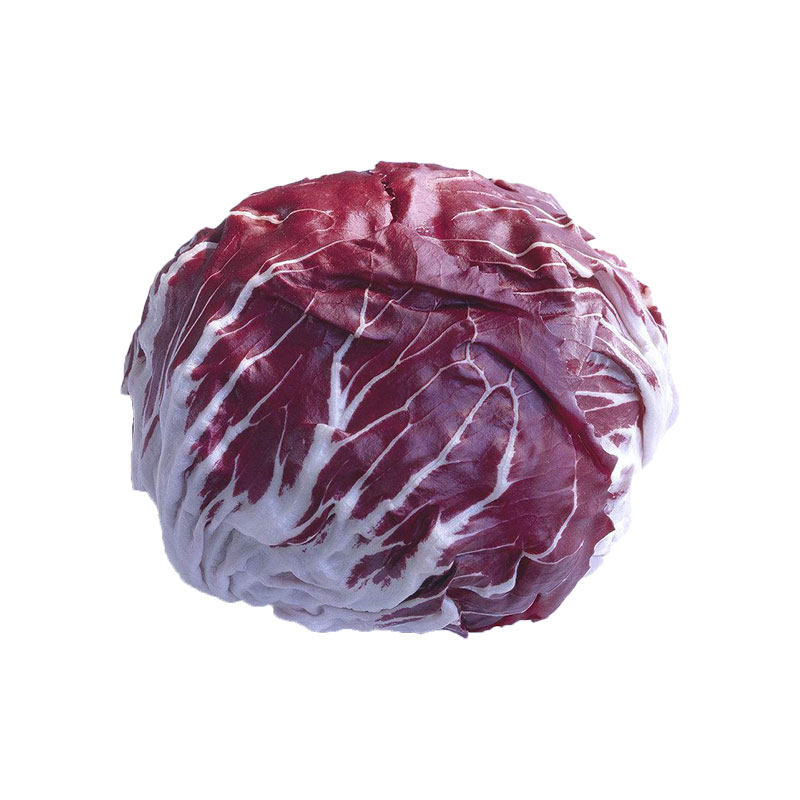 新鲜红菊苣红叶包菜落地球