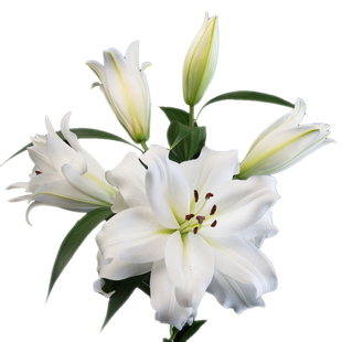 重瓣百合鲜花水养家用插花办公室花束新鲜直批包邮北京同城可闪送