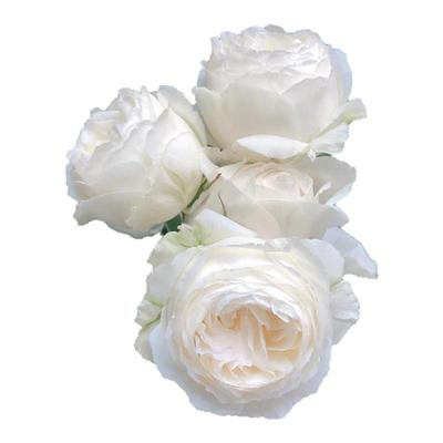 伊芙婚礼之路月季大苗花卉植物