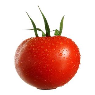 各种番茄种子大全任选够 大番茄珍珠番茄圣女果盆栽番茄蔬菜籽