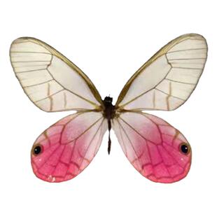 真蝴蝶标本玫瑰销眼蝶标本原蝶未展翅玫瑰水晶眼蝶相框桌面摆件