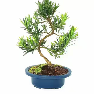 罗汉松大树苗雀舌米叶中小叶四季常青盆栽庭院阳台造型迎客松盆景