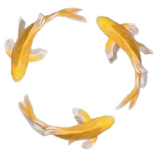 顺丰纯种黄金龙凤锦鲤长尾锦鲤活体观赏鱼黄金锦鲤渔场鱼直销