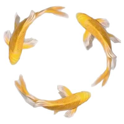 顺丰纯种黄金龙凤锦鲤长尾锦鲤活体观赏鱼黄金锦鲤渔场鱼直销