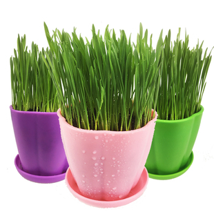 猫草种子猫薄荷幼猫零食猫草籽猫草片水培猫草营养土盆栽猫咪用品