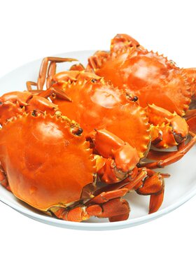 南沙顶津青蟹鲜活海鲜母蟹