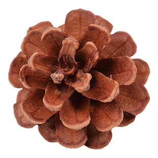 天然松果 松塔 本地松 马尾松球 diy手工材料圣诞节装饰 拍摄道具