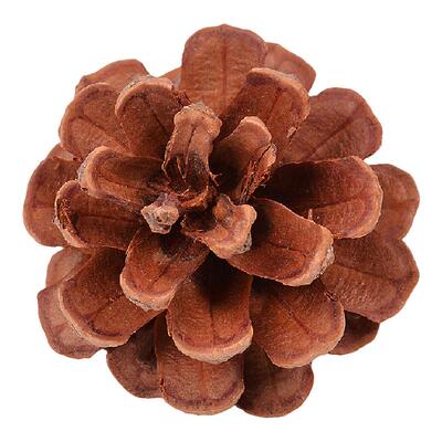 天然圣诞节本地马尾家居拍摄松果