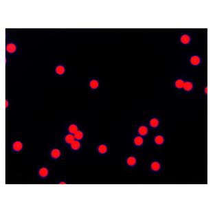 聚苯乙烯荧光微球 红色/绿色/蓝色荧光微球 荧光微塑料 顺丰包邮