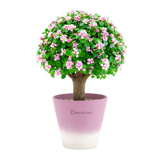 金枝玉叶多肉老桩花盆栽棒棒糖绿植物幼儿园办公室内桌面招财好养