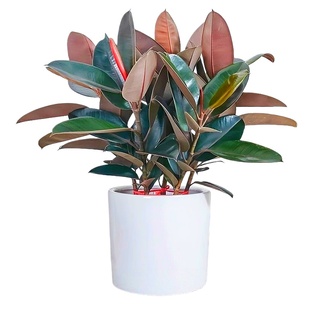 橡皮树黑金刚客厅小苗盆栽真树大叶净化空气室内绿植办公室好养活