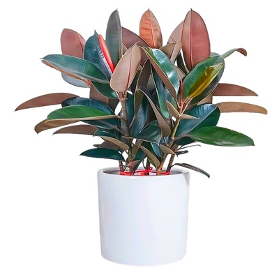 橡皮树黑金刚真树净化空气绿植