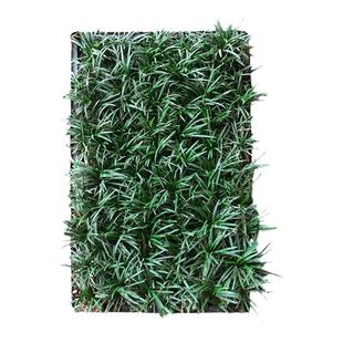 穴盘玉龙草苗栽好盆装矮麦冬草苗玉龙草草坪工程矮麦冬草庭院别墅