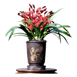 翁源兰花正品大花蕙兰红花一路长红富贵临门带花浓香好养花卉盆栽