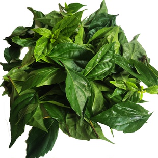 顺丰包邮500g观音柴叶子神仙叶子现摘泰顺特产豆腐柴斑鸠叶绿豆腐