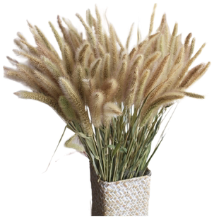 干花狗尾巴草软装材料摆放花卉场景布置质朴天然植物天然干花束
