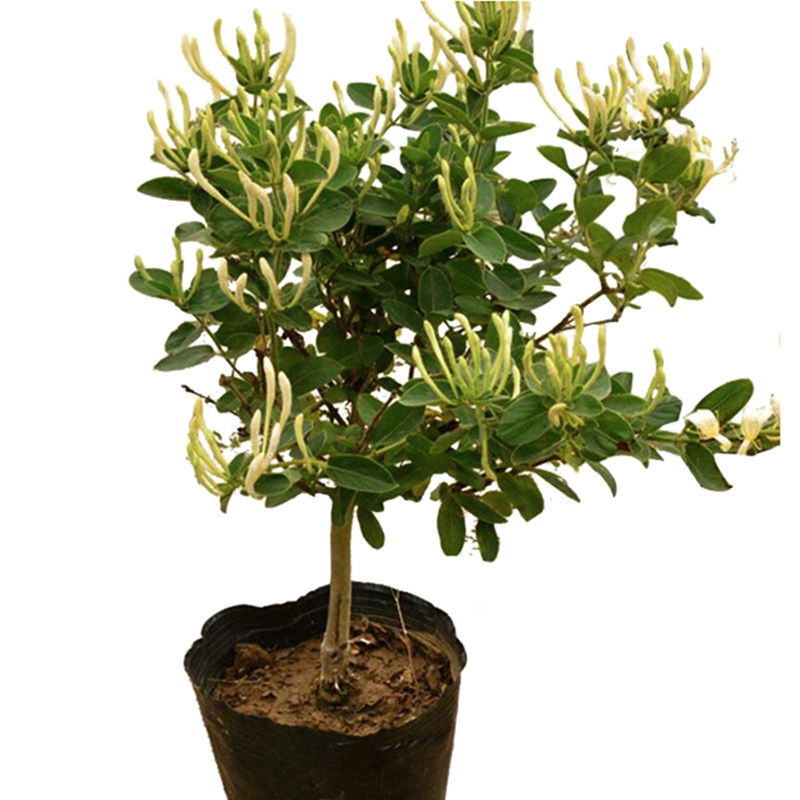 金银花苗室内浓香花卉盆栽爬藤庭院种植北花一号金银花树苗食药用