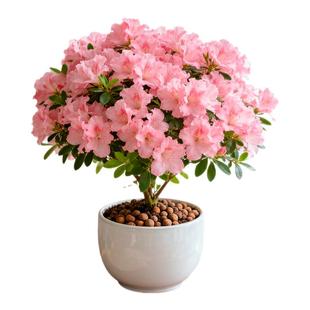 杜鹃花盆栽四季阳台开花带花苞精品老桩重瓣花苗室内花卉耐寒耐热