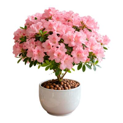 【轻松爆盆】精品杜鹃花不活包赔