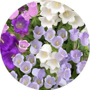 风铃草花种四季播种开花太阳花种子室内外阳台庭院易养活盆栽花籽