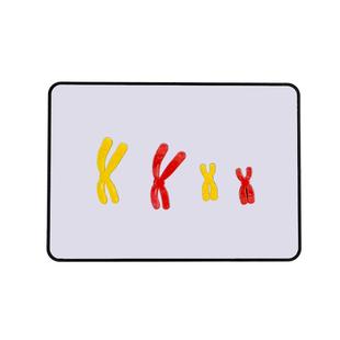 减数分裂中染色体变化模型组件 遗传规律磁性演示块 F1配子 基因分离自由组合分析关系高中生物教具演示器