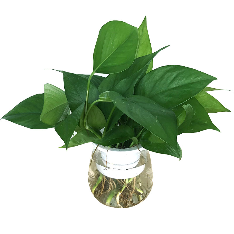 水培绿萝水养泡水绿箩植物花卉