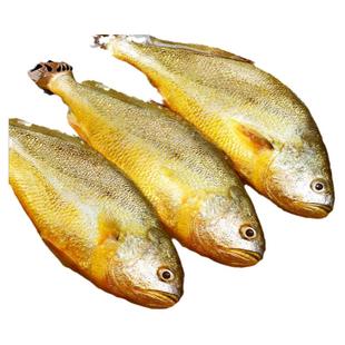 黄花鱼新鲜冷冻特大黄鱼鲜活生鲜深海鱼黄鱼鲞小黄鱼宁德商用整箱