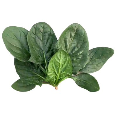 河南现挖蔬菜趴地菠菜新鲜矮脚土菠菜露天霜冻打红根新鲜波菜青菜